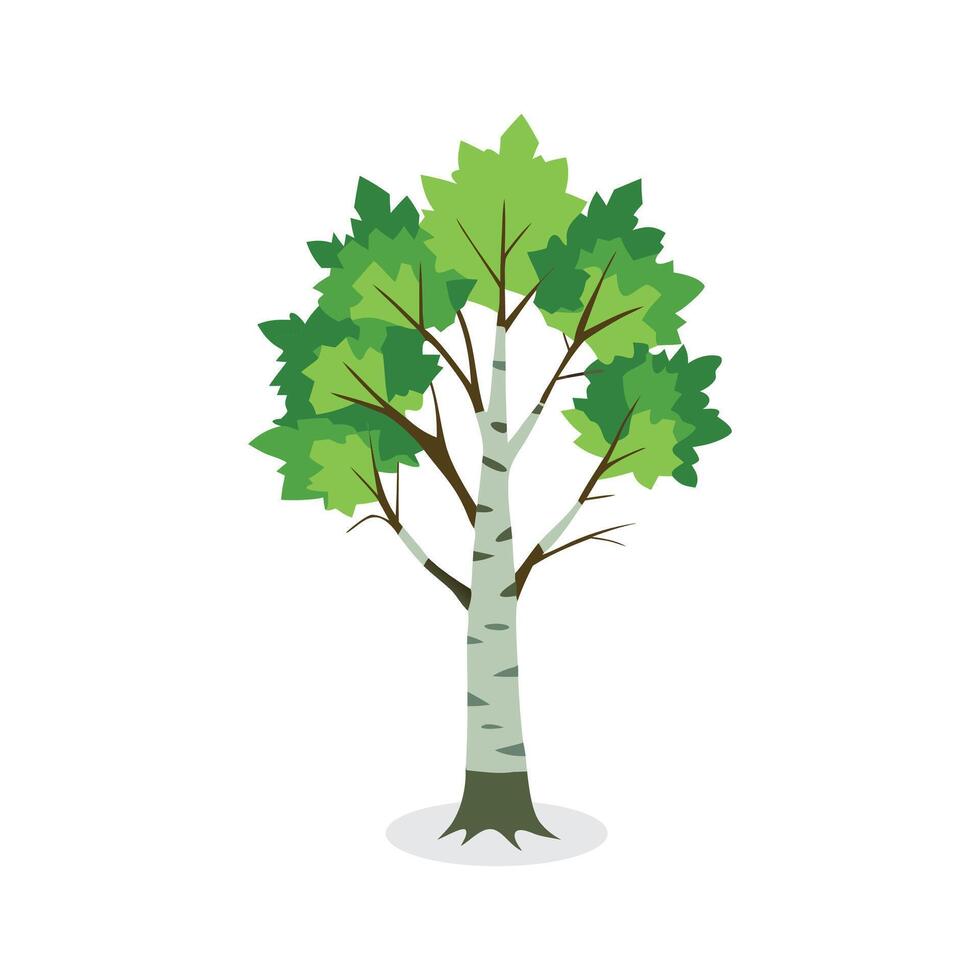 Birch tree isolated flat illustration on white background. vector