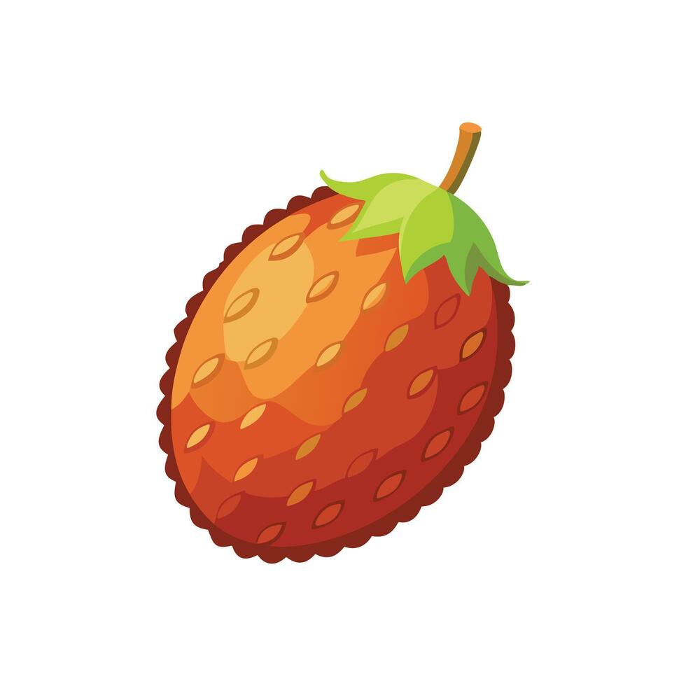 Jatoba fruit isolated flat illustration on white background. vector