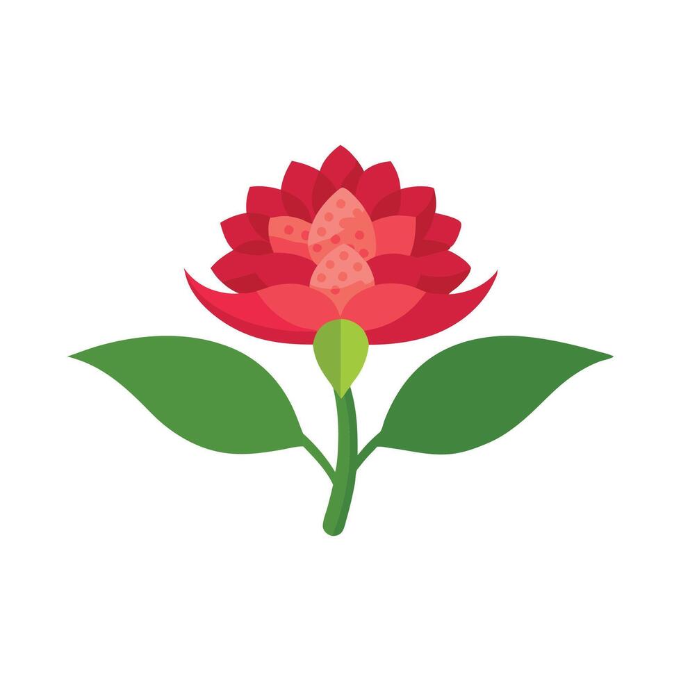 Bouvardia flower isolated flat illustration on white background vector