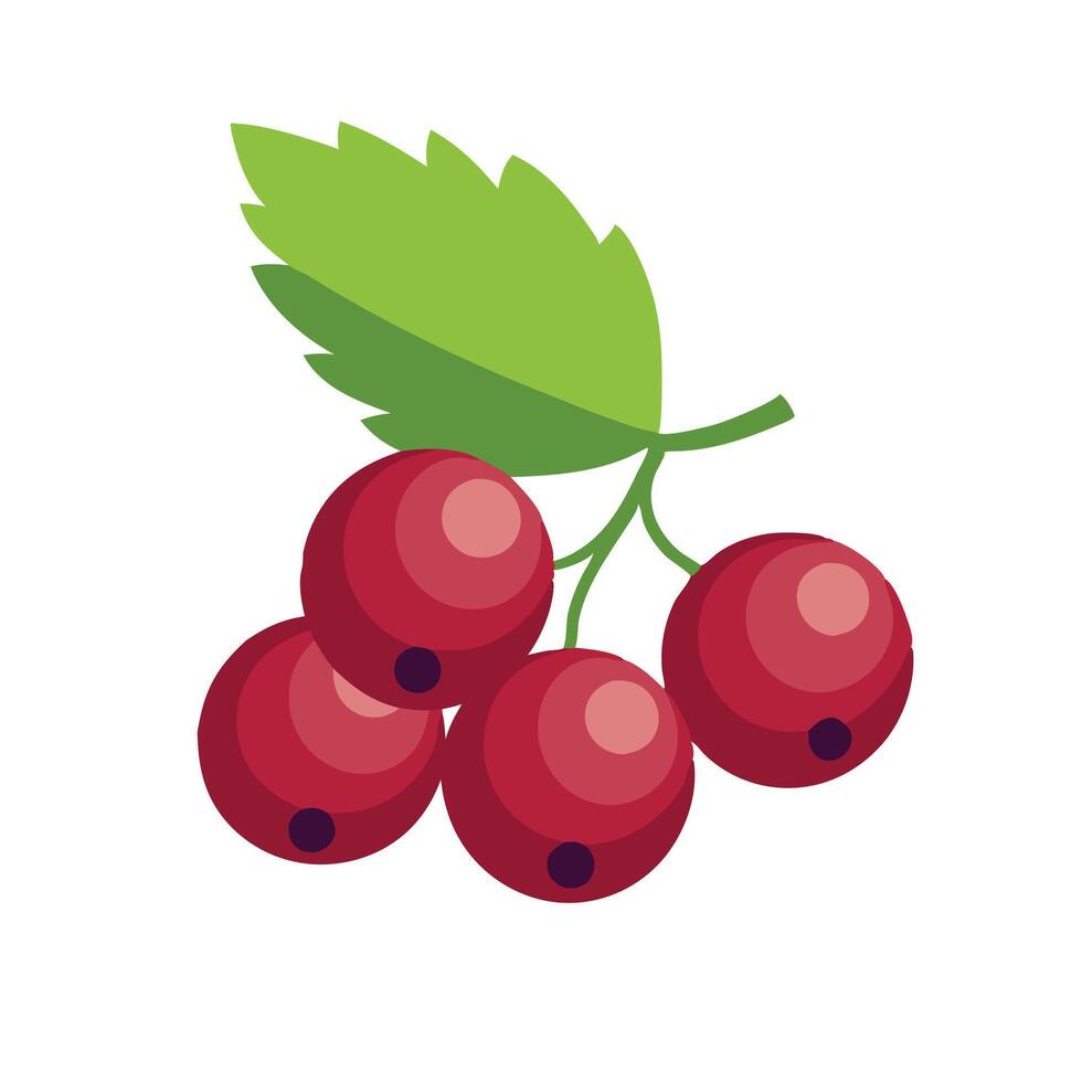 Currant fruit flat illustration on white background. vector