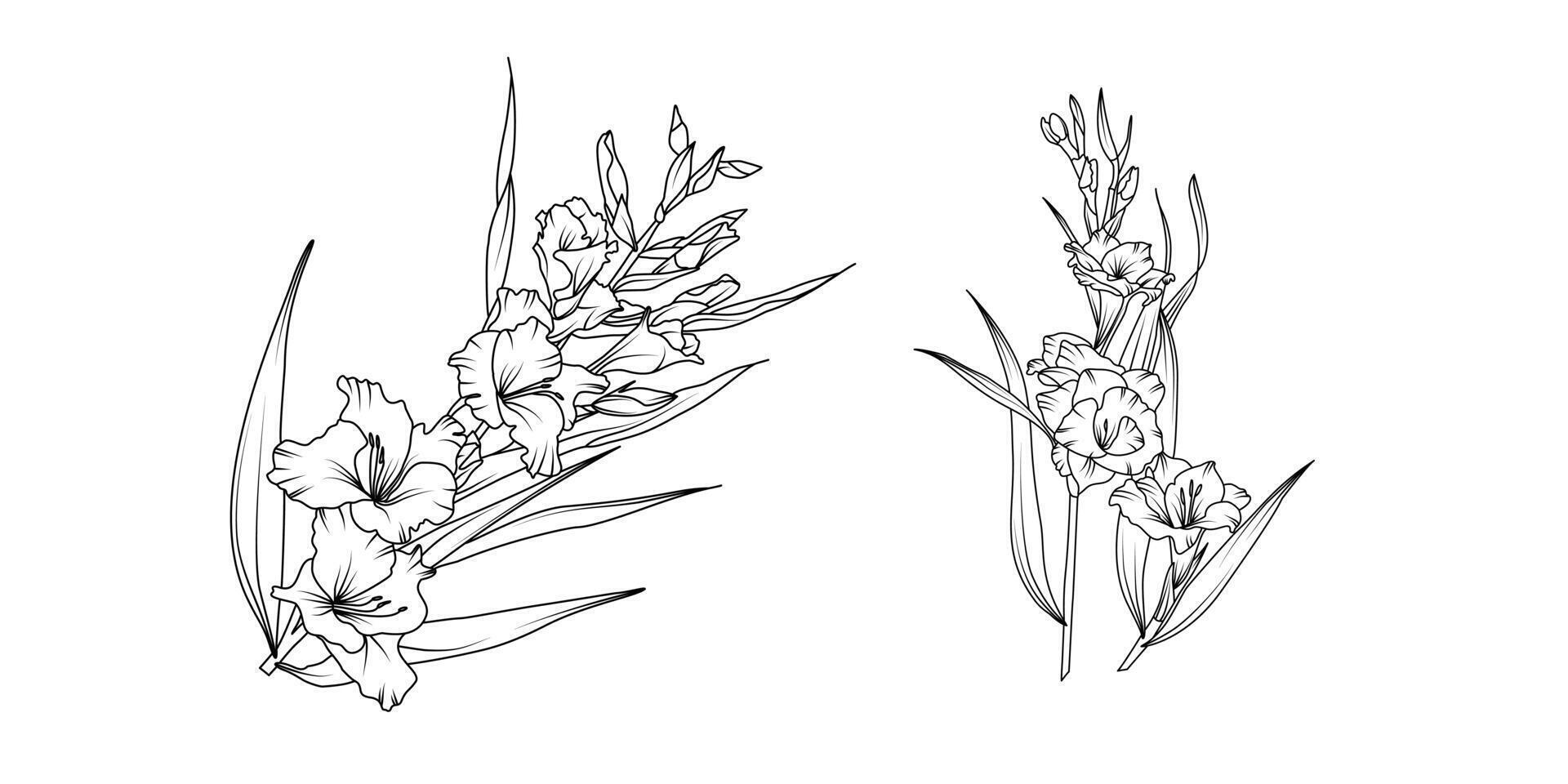 Gladiolus flower bouquet arrangement line art on white background. Silhouette Gladiolus botanical hand drawn element for wedding, invitation frame design, illustration vector