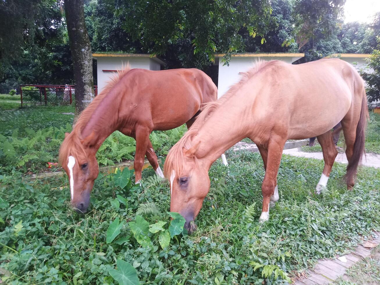 Beautiful horse is eating grass photo