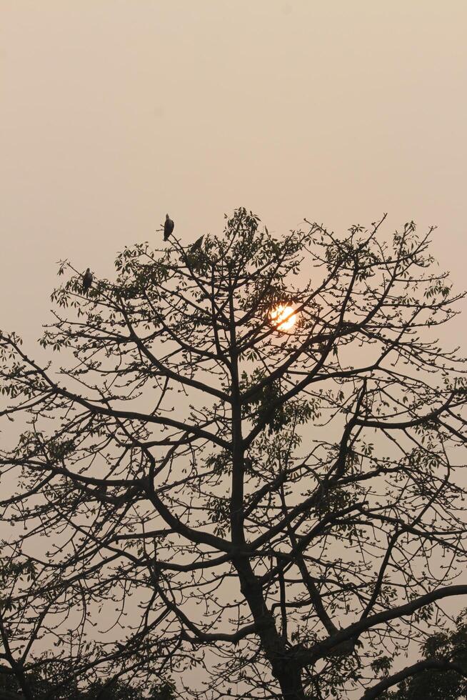 afternoon sunrise in the middle of the tree photo