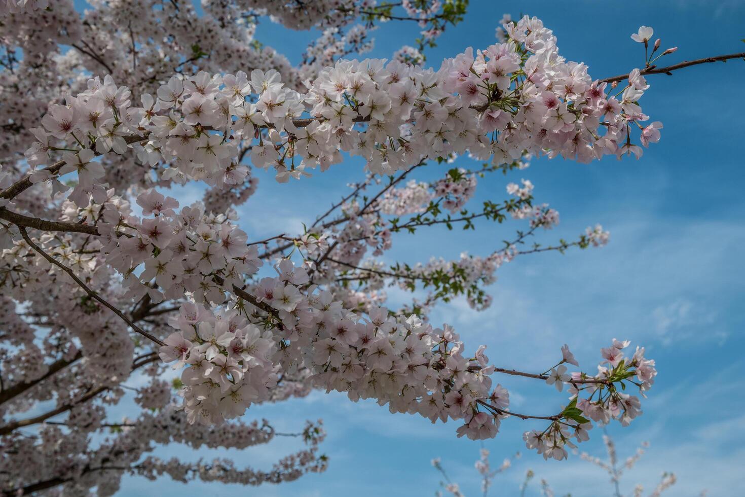 Flowering tree branches photo