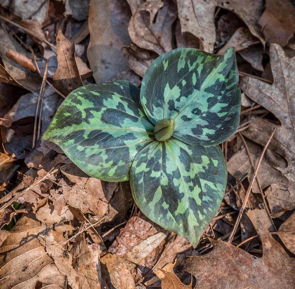 Trillium unopened flower bud photo