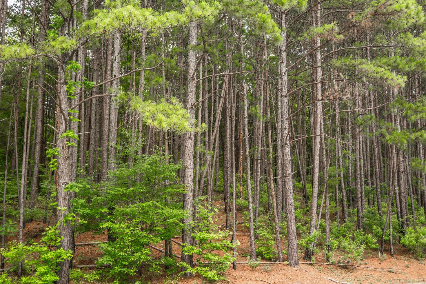 Forest trees in the summertime photo