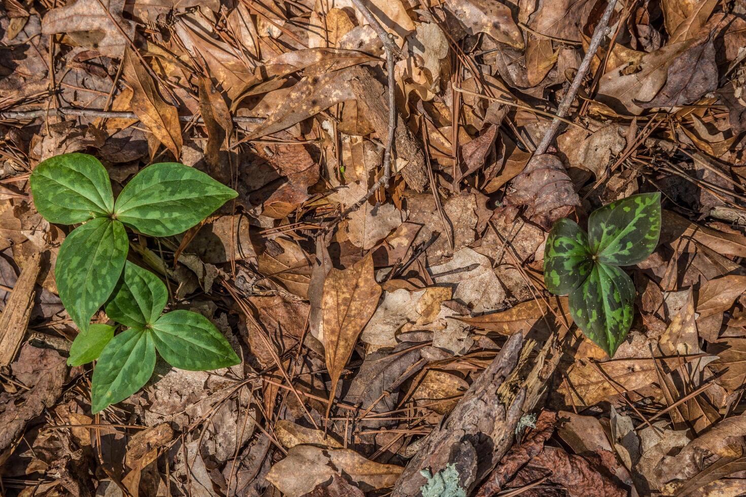 Trilliums emerging in the forest photo