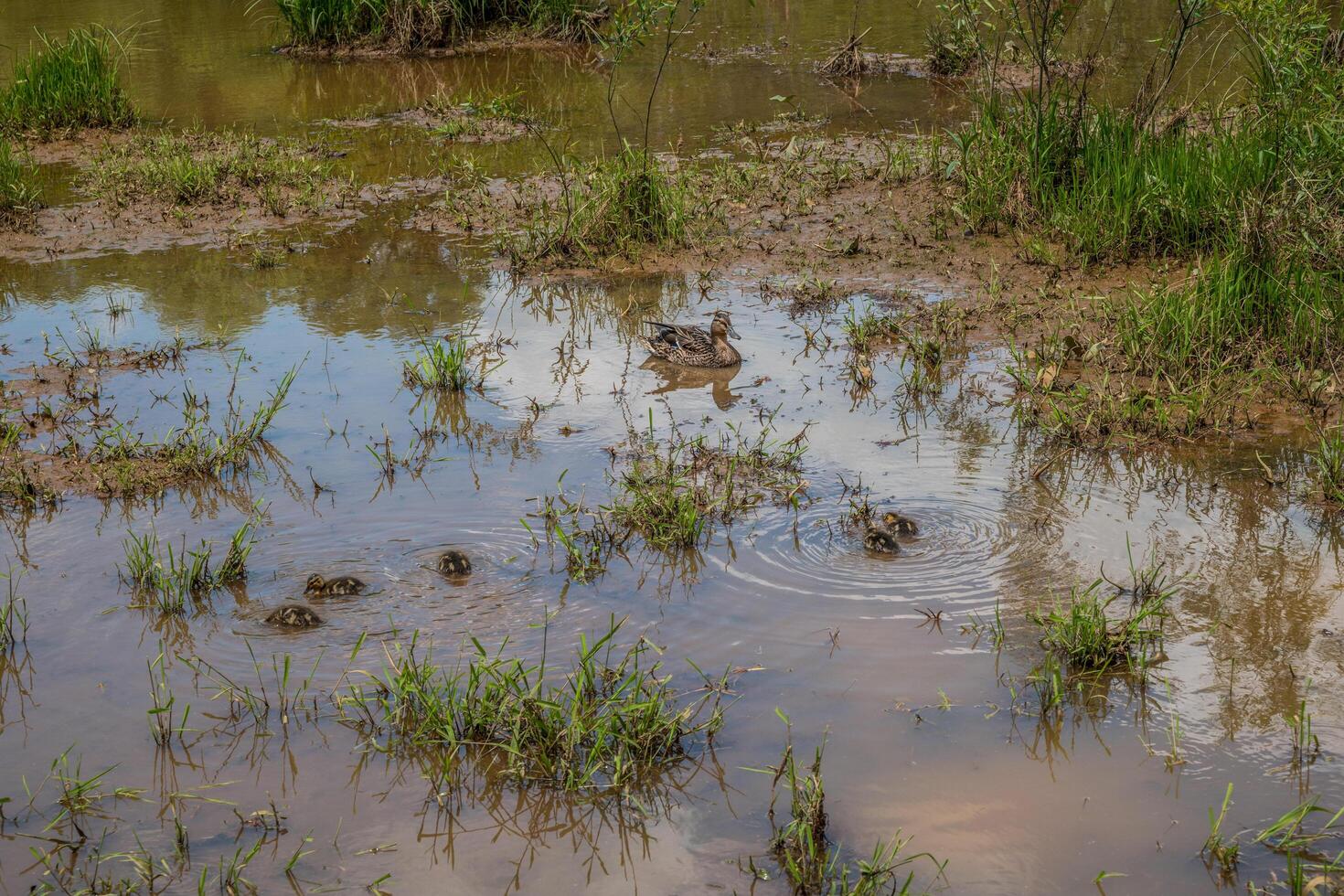 Female mallard and ducklings photo