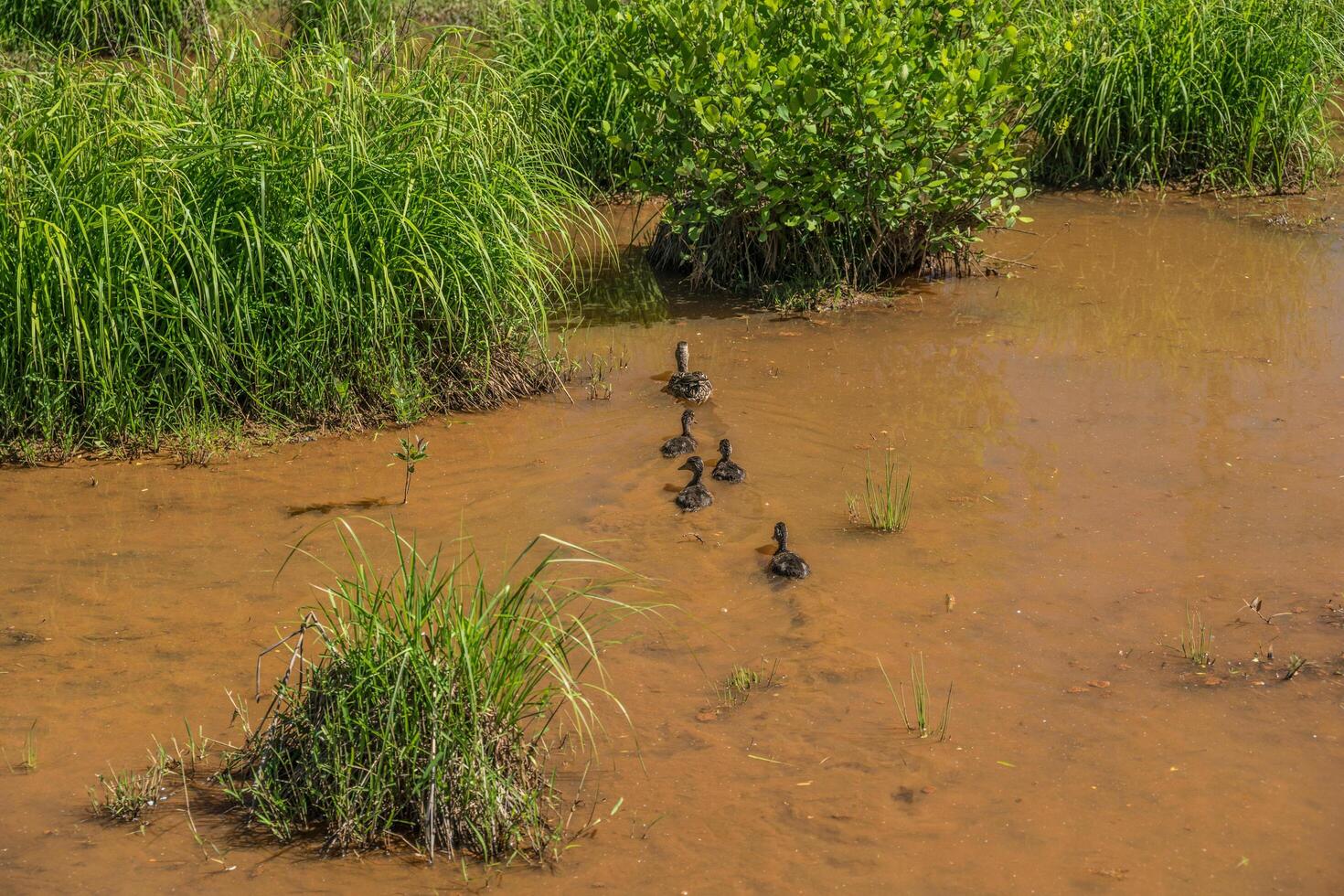 Female mallard duck and ducklings photo