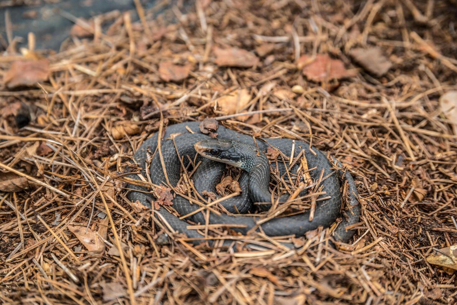 Black rat snake photo