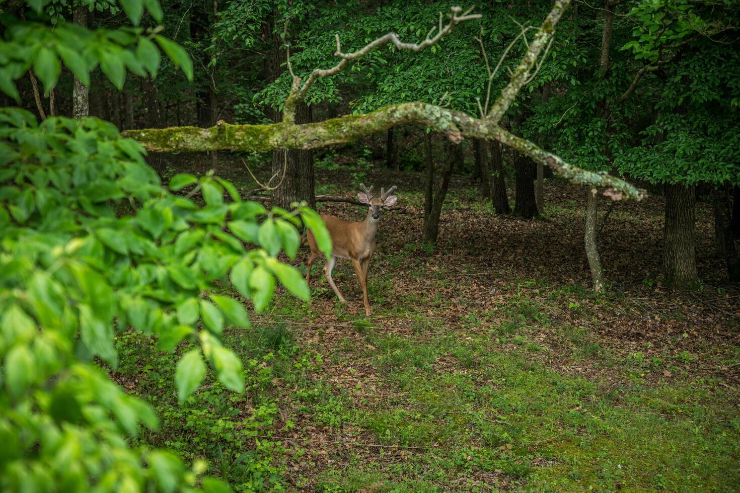 A young buck whitetail deer photo