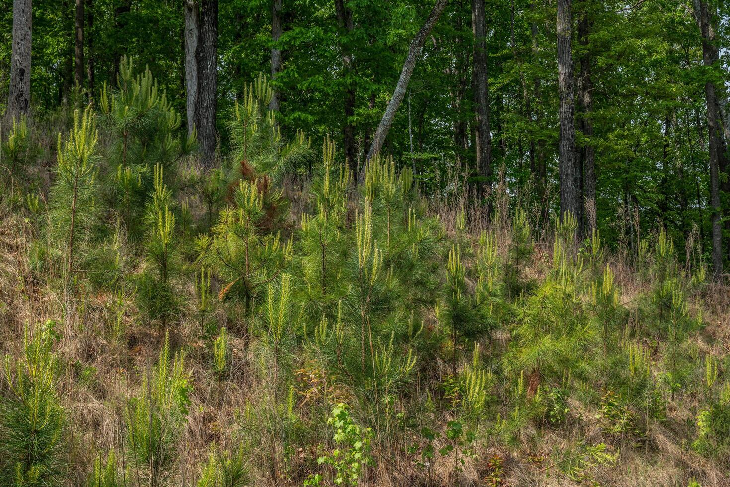 New pine tree seedlings photo