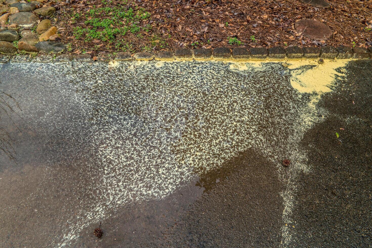 Pollen in a puddle on the ground photo