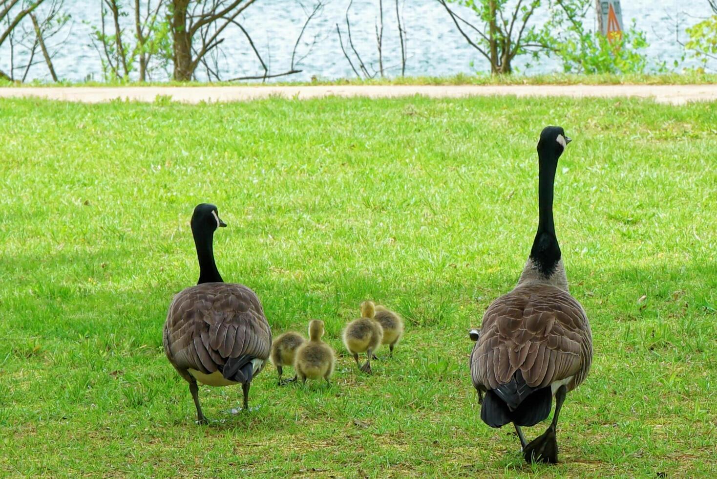 Canadian geese with babies walking to the lake photo