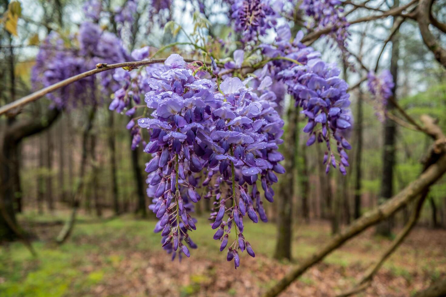 Purple wisteria flowers after the rain photo