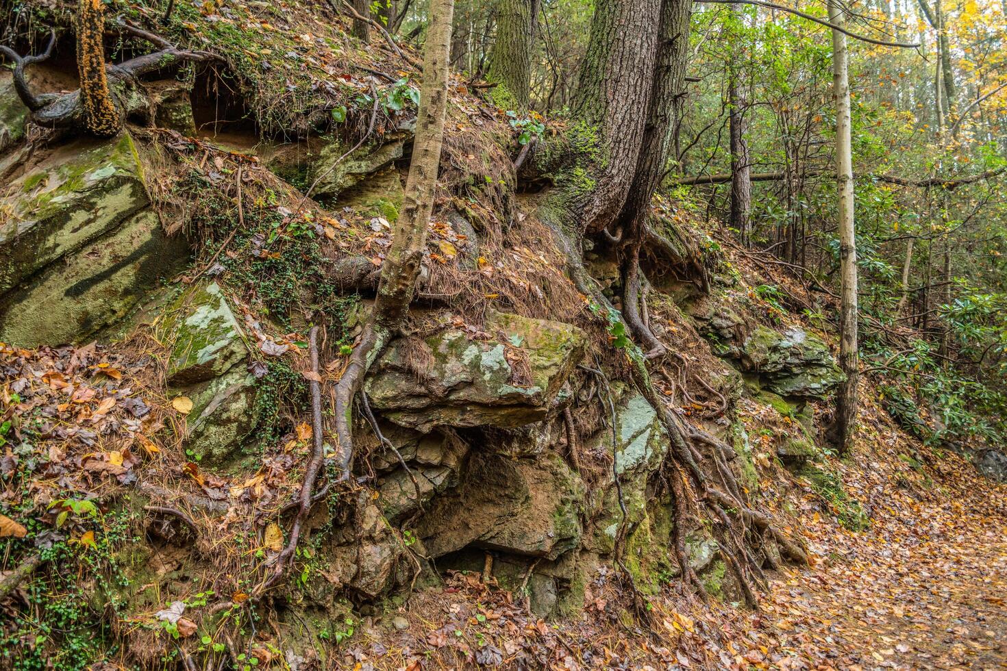 Trees growing out of rocks photo