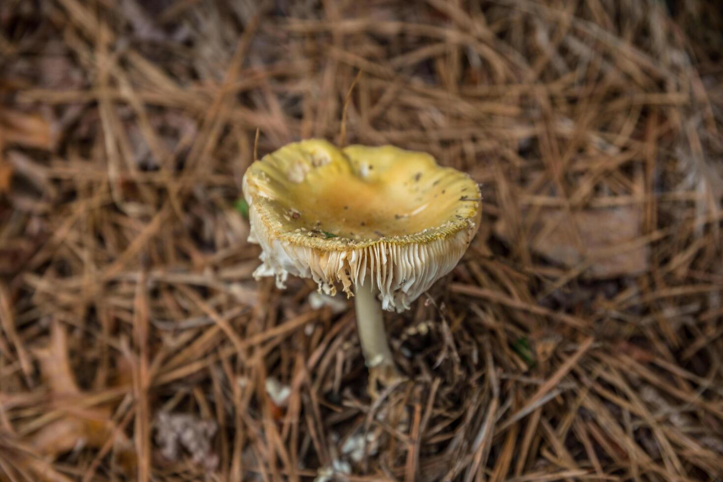 Mushroom on the forest floor photo