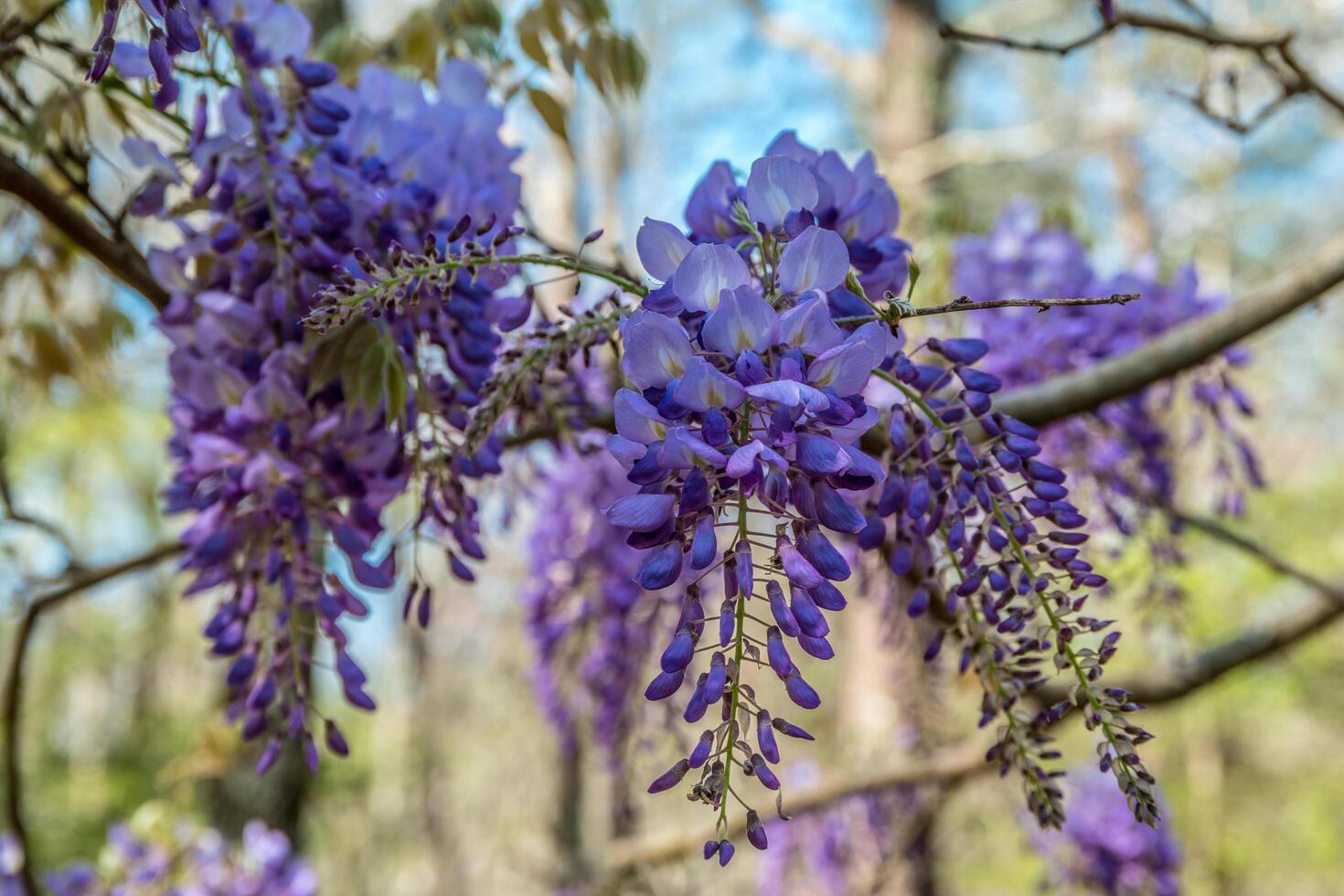 Wisteria flowers blooming photo