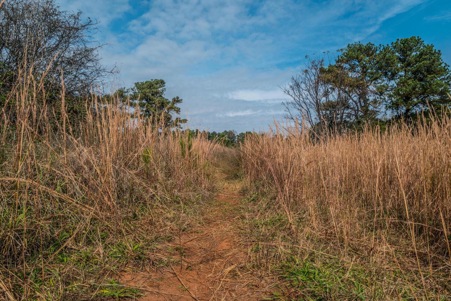 Trail through the tall grasses photo