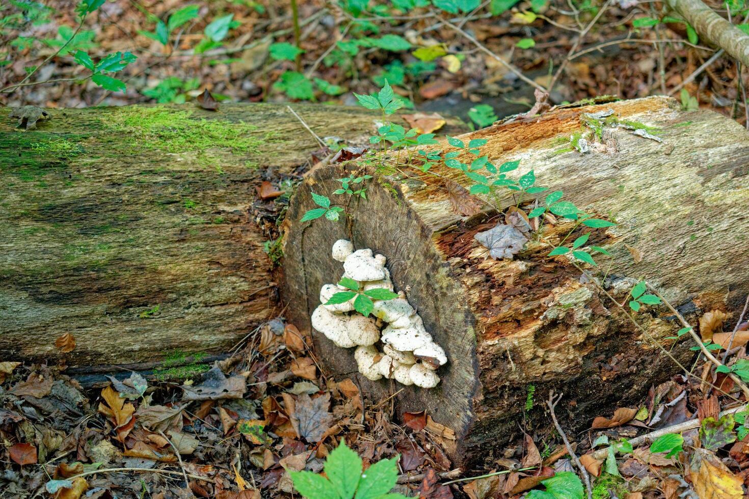 Fungi growing on a tree log photo
