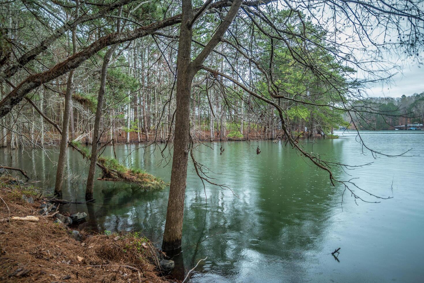 Flooded lake shoreline underwater photo