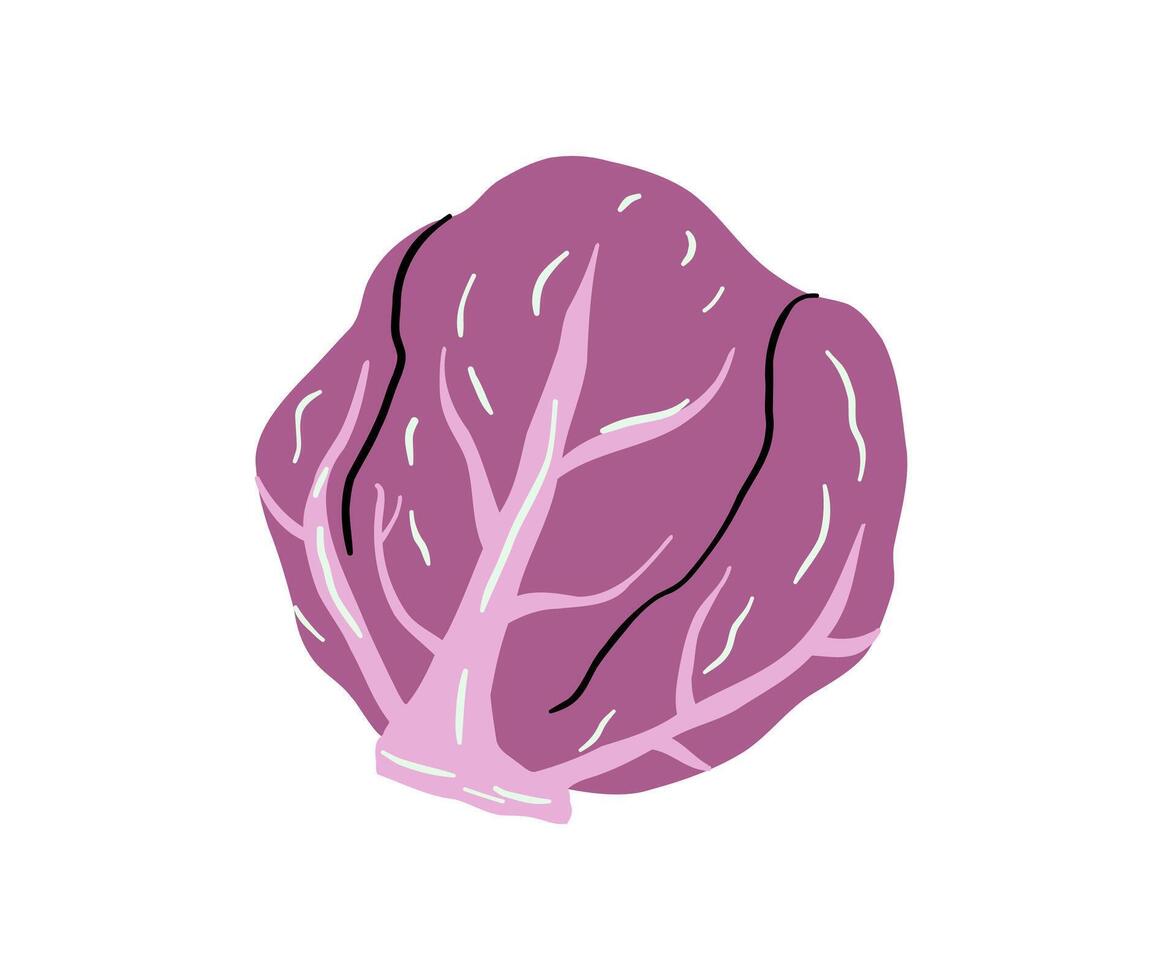 Purple cabbage drawn by hand. Vegetables, healthy food. illustration in flat style. vector