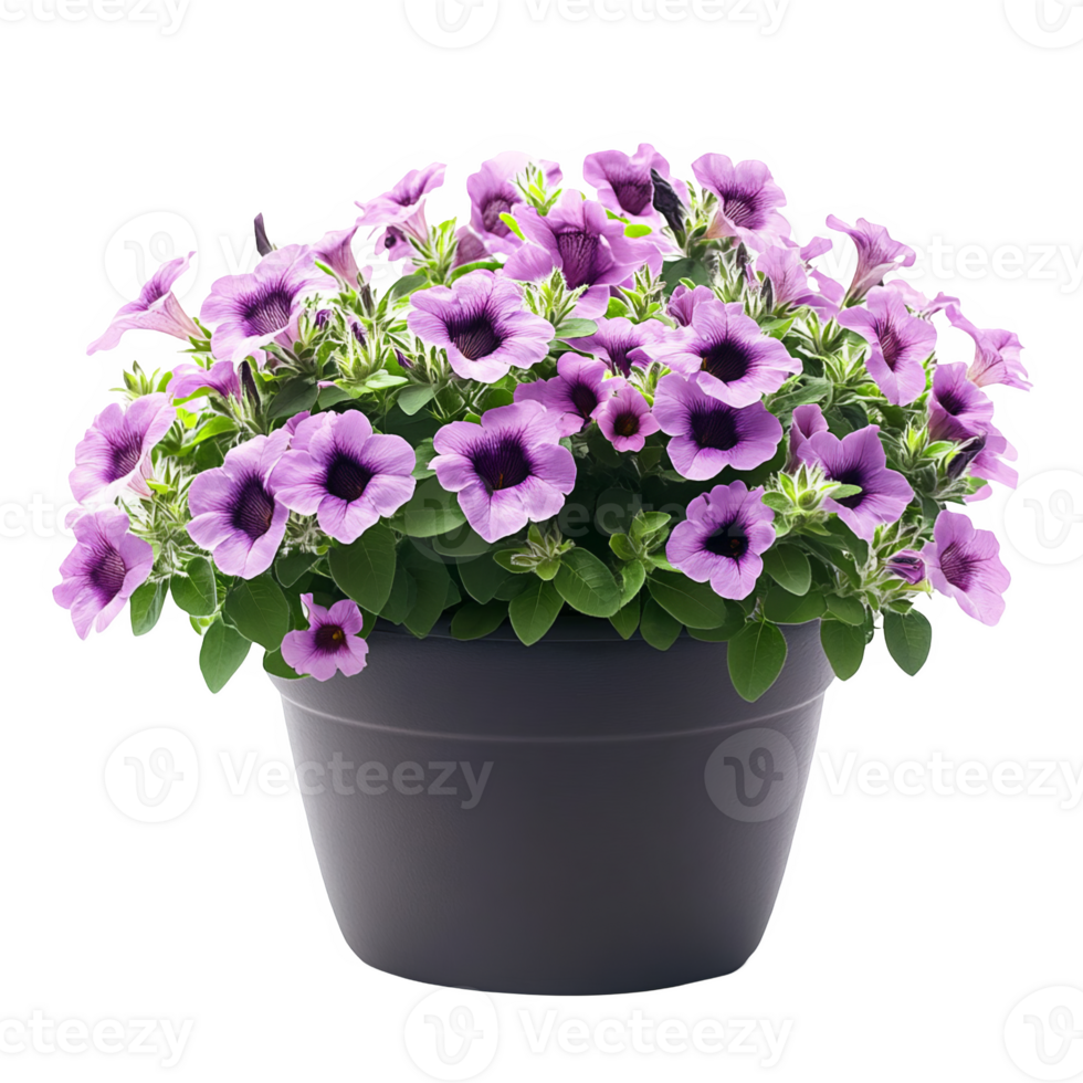 A purple flower pot with purple flowers in it png