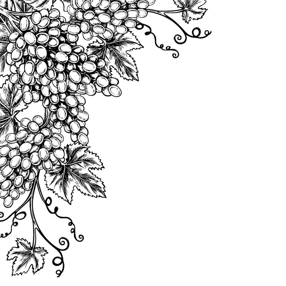 A frame with vines and bunches of grapes. graphics, black and white hand-drawn illustration. Isolate on a white background. A design element for packages and labels. For banners and posters. vector