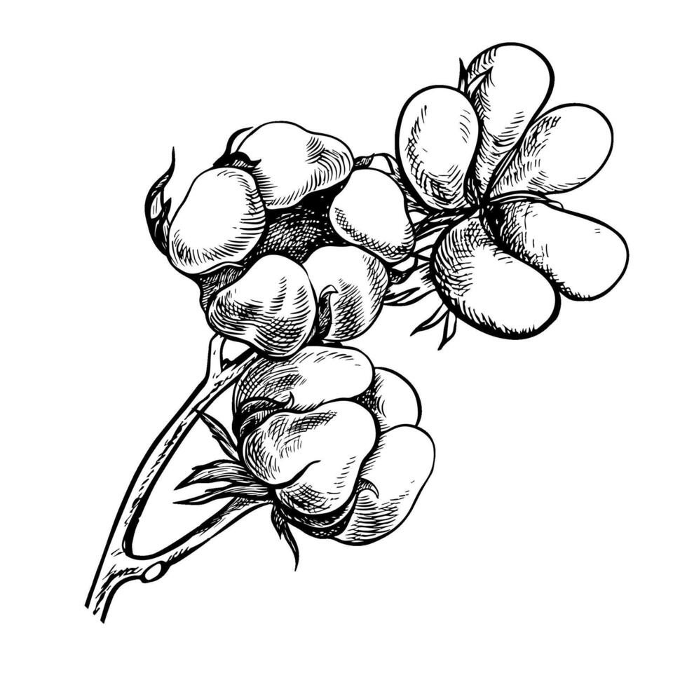 The cotton is organic. A branch of ripe cotton, emphasizing the botanical features. Black and white, detailed, graphic, illustration. Isolate, hand-drawn on a white background. vector