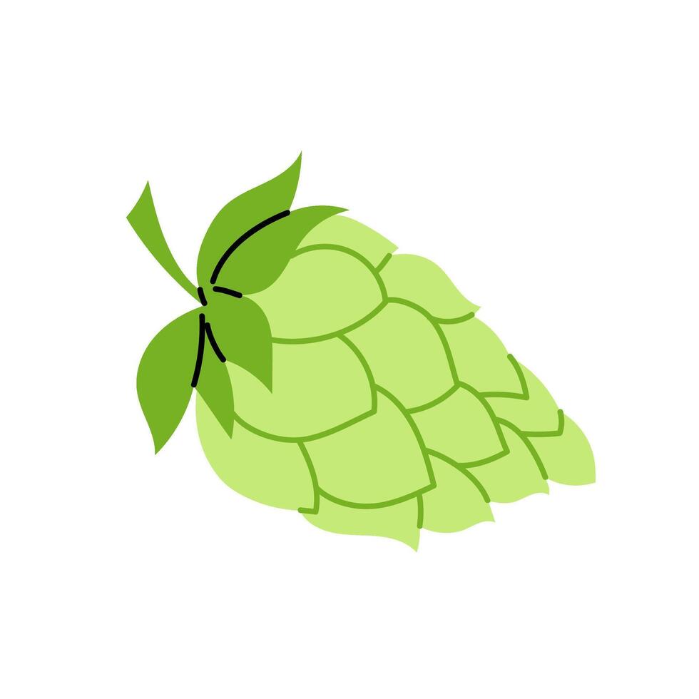 Hops. An ingredient for making beer. A climbing herbaceous plant. Hop cone. Illustration on a white background. vector