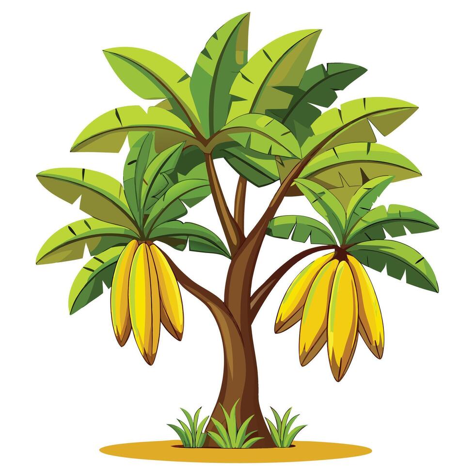 Banana tree with bananas vector