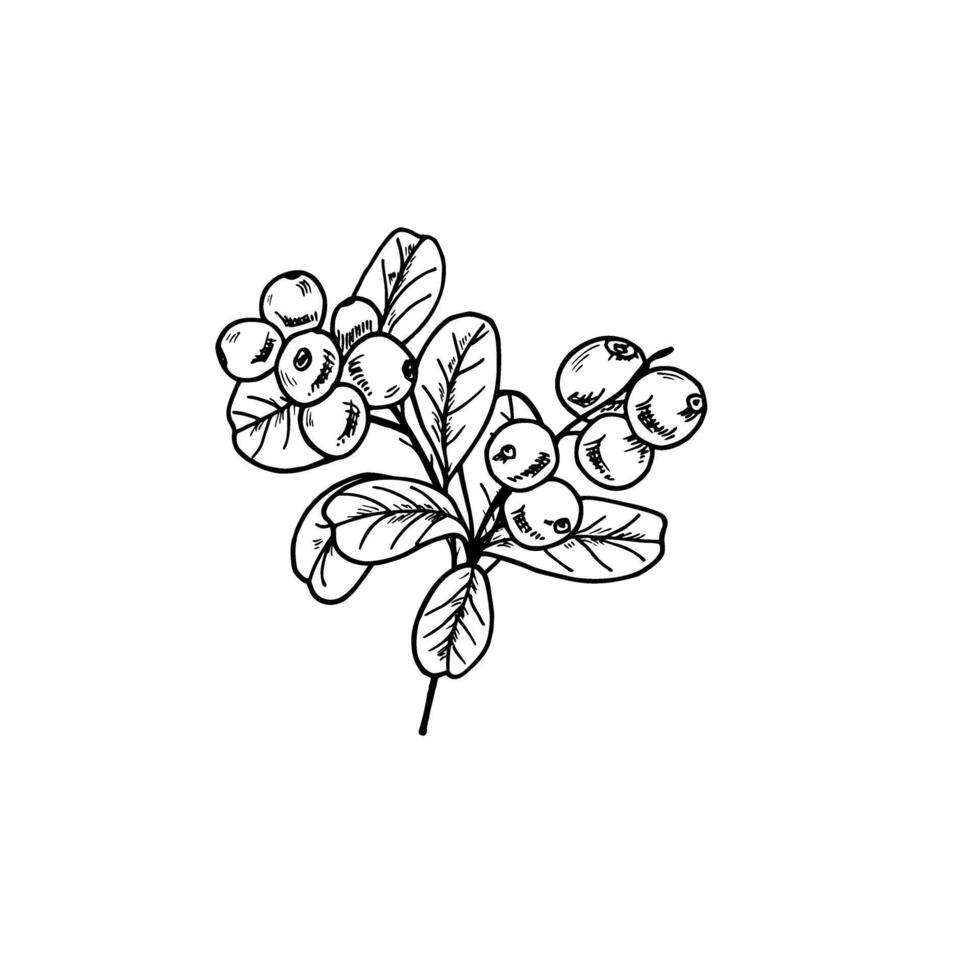 Juicy monochrome cranberries on branches with leaves bouquet realistic graphic sketch illustration. Etching drawing of berries for greeting cards, package design, advertising posters, labels vector