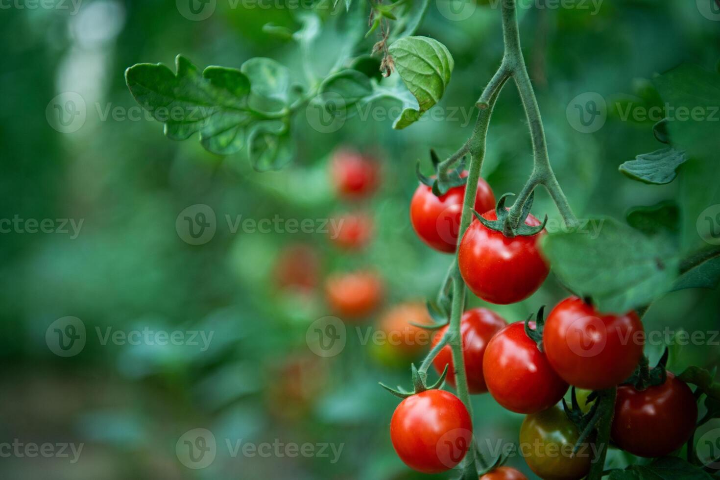Vibrant and Healthy Ripe Tomatoes Grown in a Greenhouse for Ultimate Freshness. photo