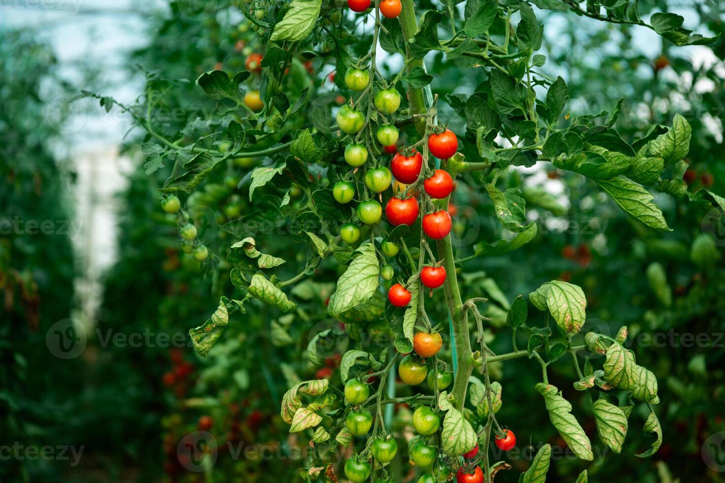 Vibrant and Healthy Ripe Tomatoes Grown in a Greenhouse for Ultimate Freshness. photo