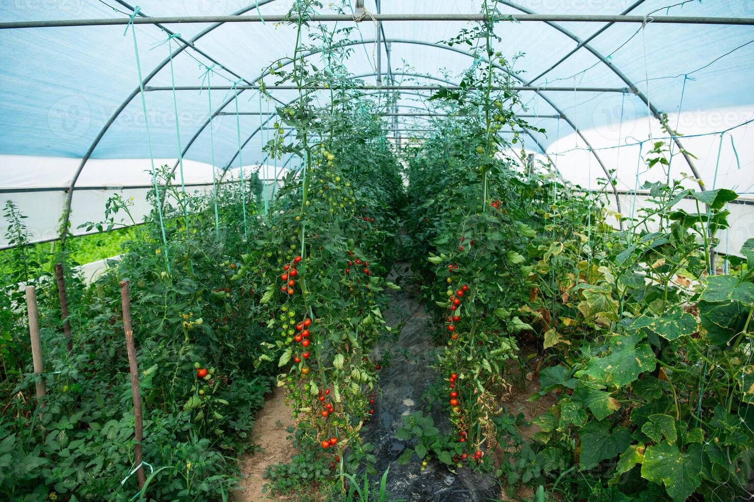Vibrant and Healthy Ripe Tomatoes Grown in a Greenhouse for Ultimate Freshness. photo