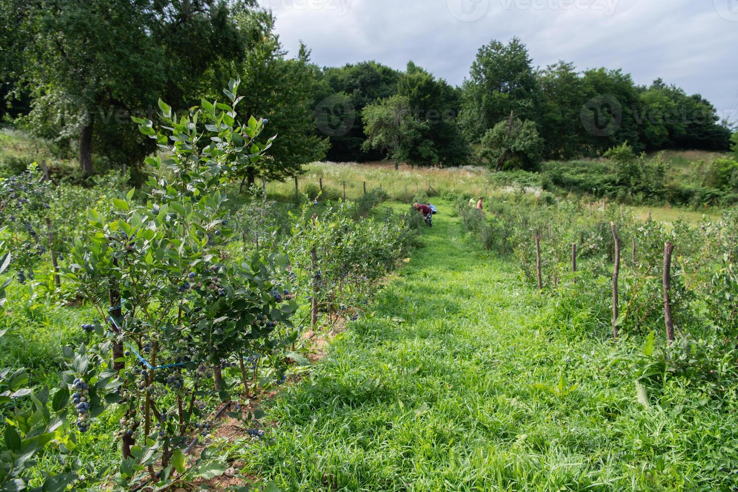 Expansive Blueberry Farm Dedicated to Producing Fresh and Healthy Fruit. photo
