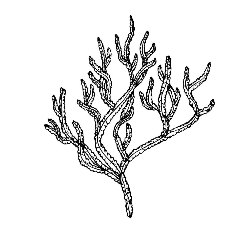 coral. Hand painted line reef sketch. Graphic tropical clip art isolated on background. Underwater illustration. For designers, invitations, decoration, postcards, wra vector