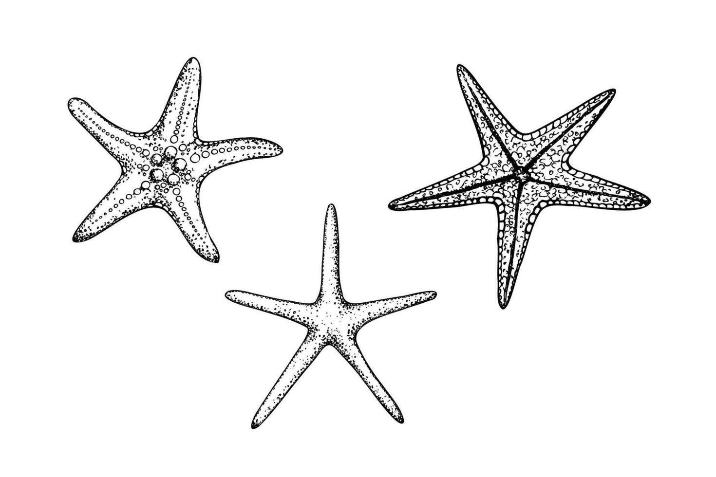 starfish. Hand painted line sketch. Graphic tropical clip art isolated on background. Underwater illustration. For designers, invitations, decoration, postcards, wrapping pap vector