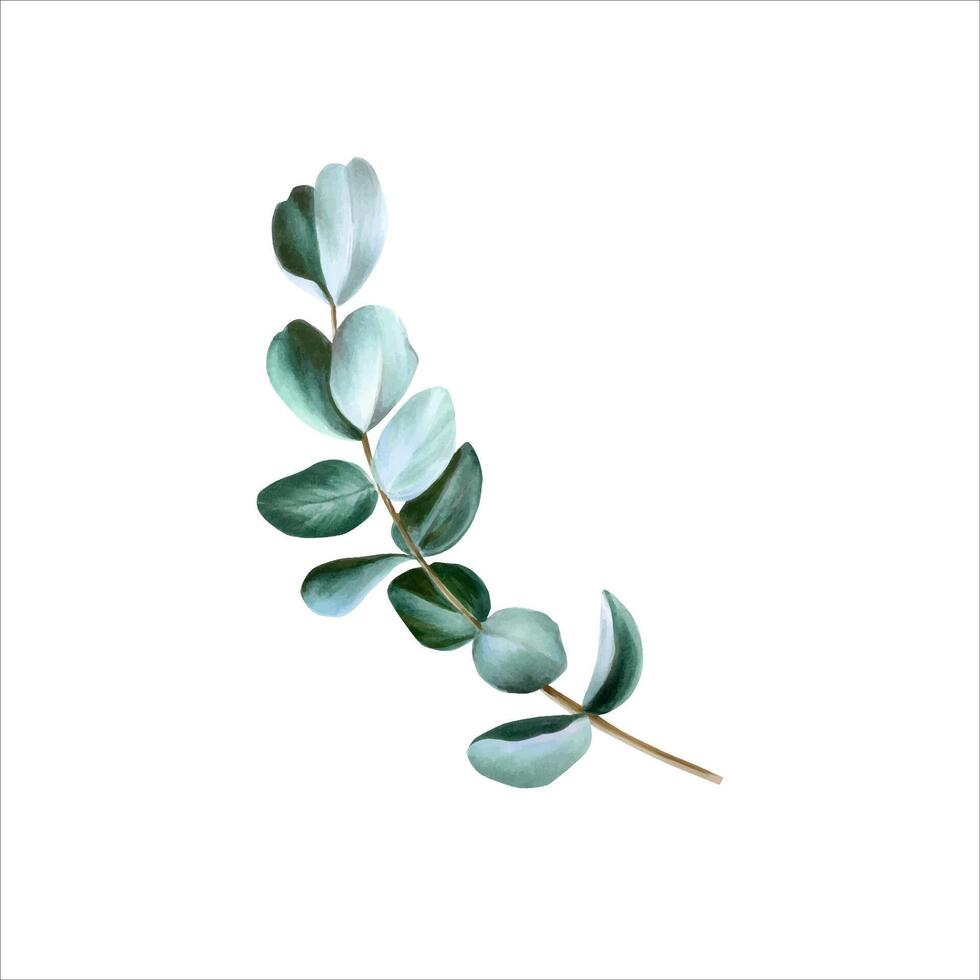 Realistic eucalyptus branch. Watercolor hand drawn green plant isolated on transparent background. Christmas, winter, and wedding illustration. For designers, invitations, decoration, postcards, vector