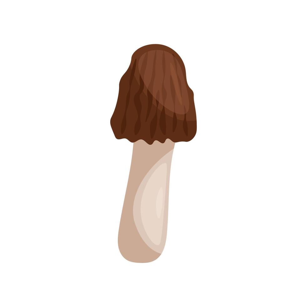 Morel on a white background illustration. vector