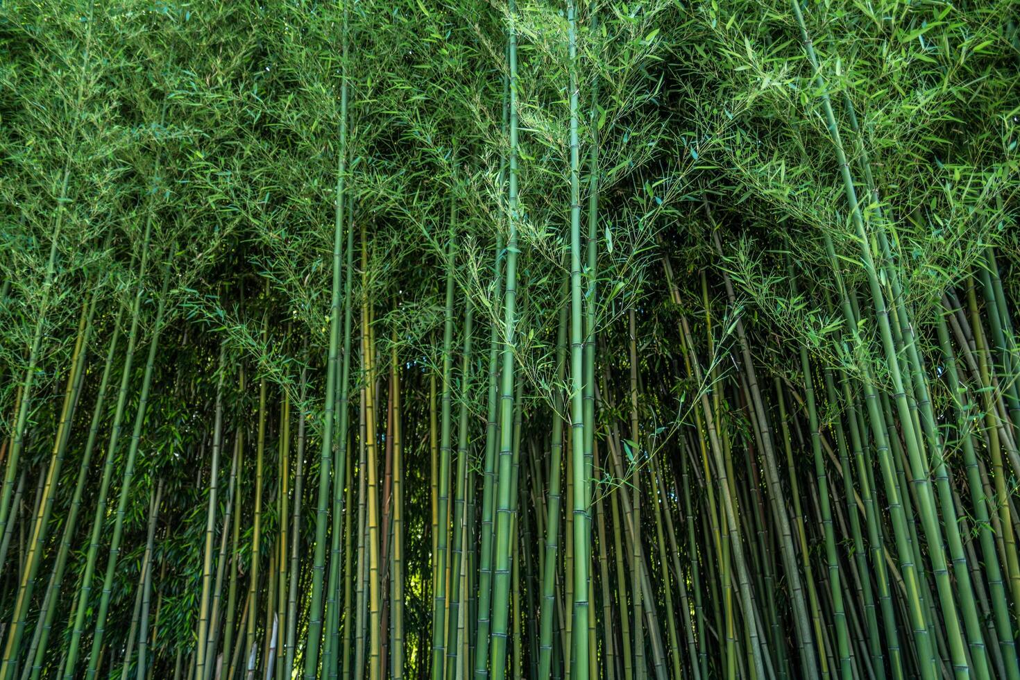 Bamboo forest closeup photo