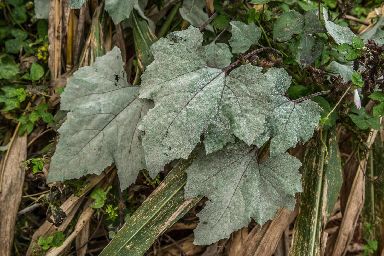 Common cocklebur leaves closeup photo