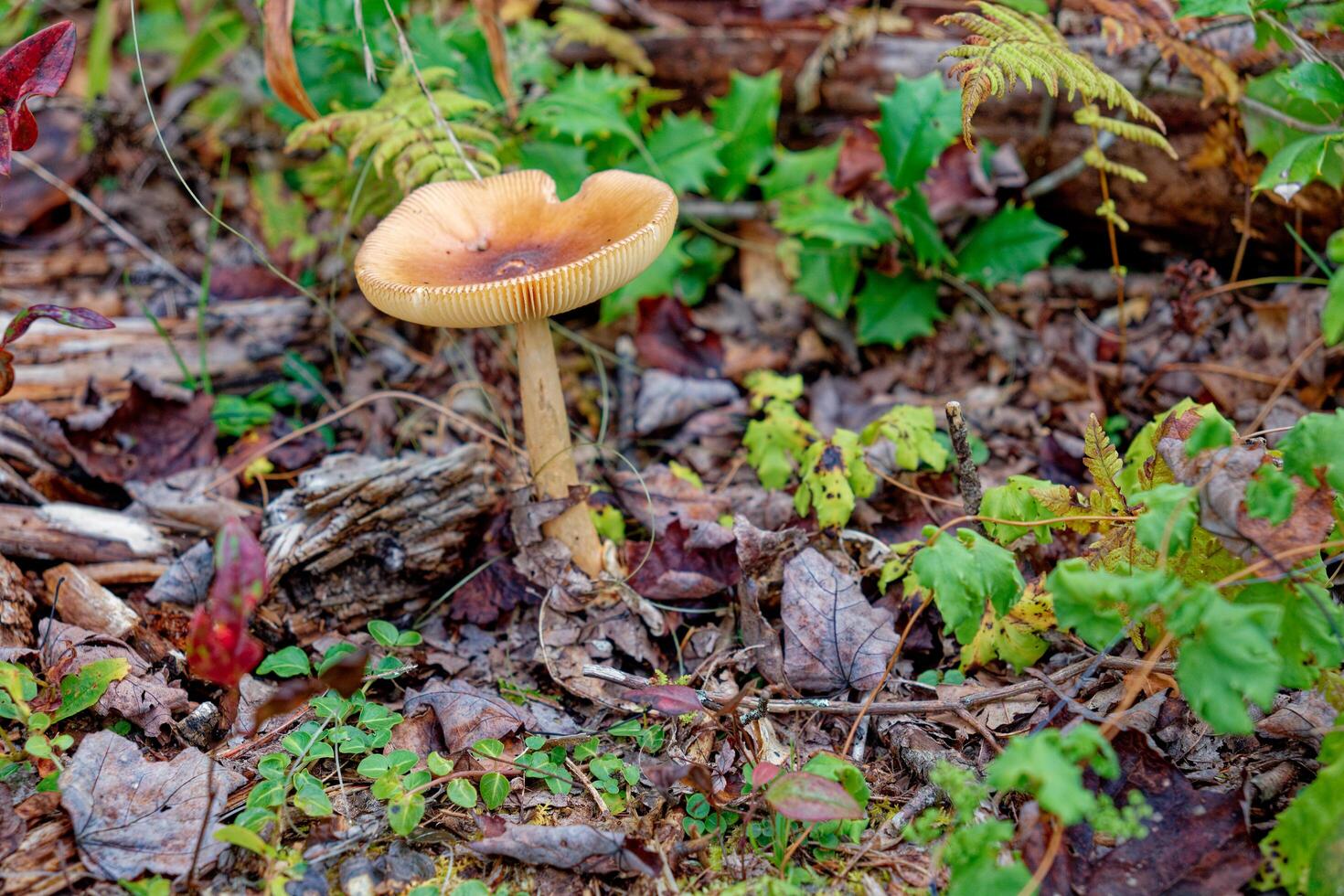 Wild mushroom on the forest ground photo