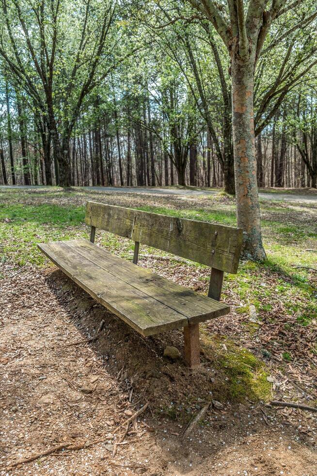 Empty park bench and trails photo