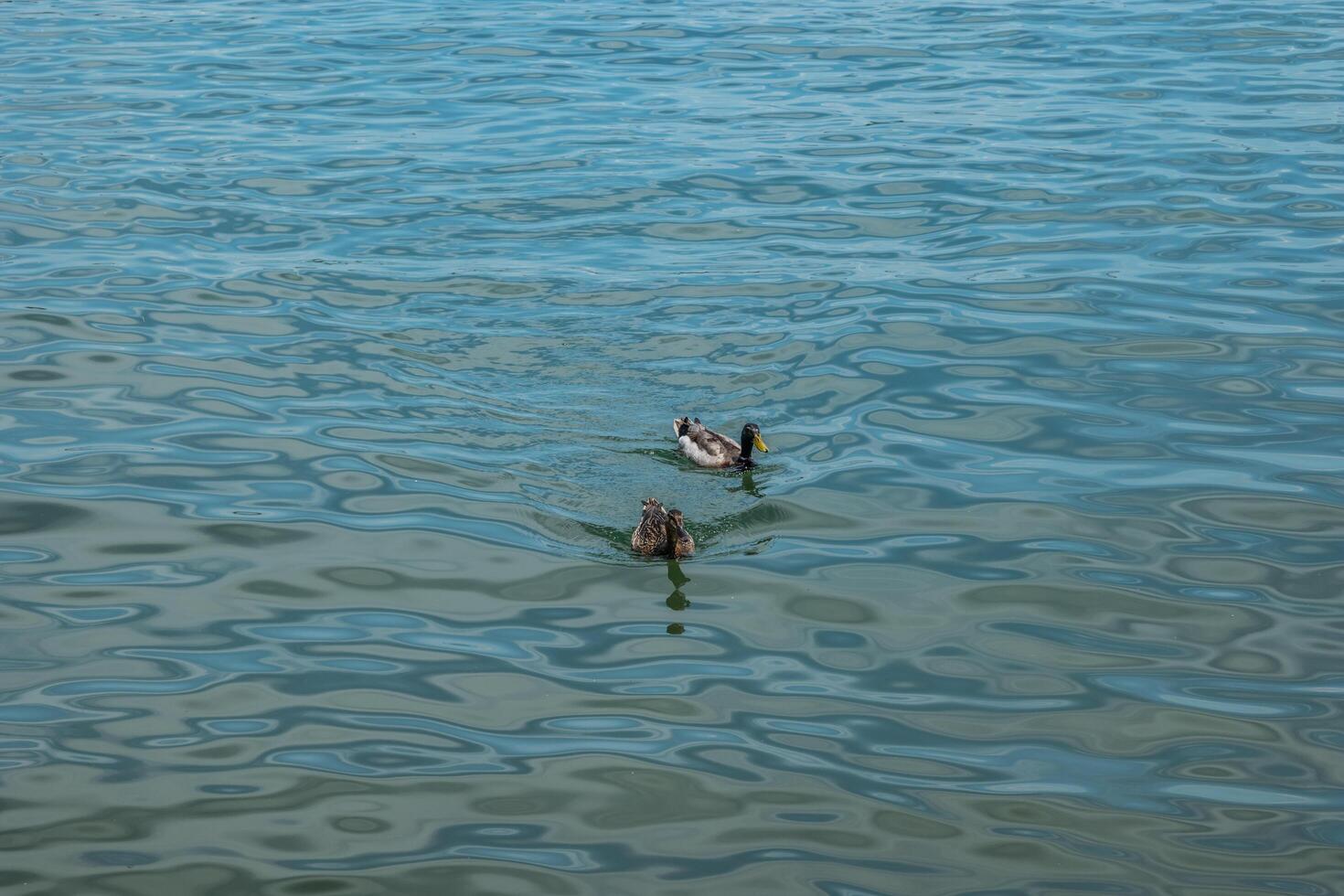 Mallard ducks on the lake photo