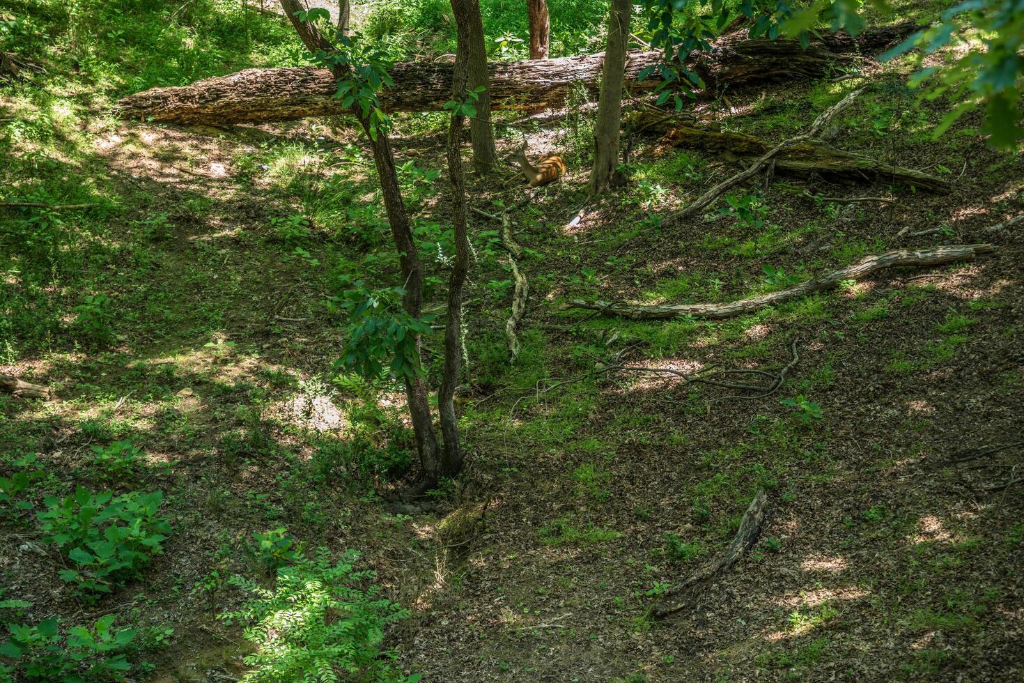 Deer resting in the woodlands photo