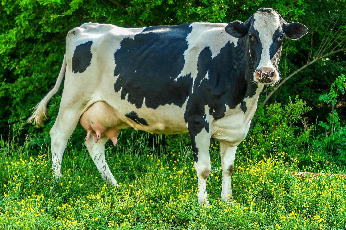 Milk cow in the farm field photo