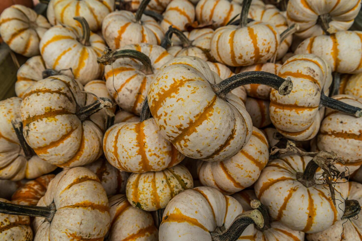 Mini tiger stripe pumpkins photo