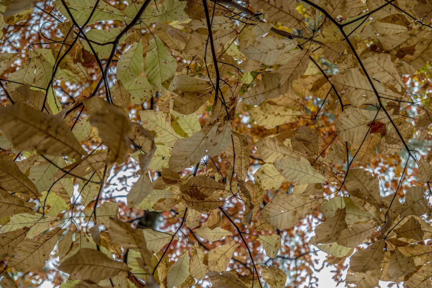 Autumn leaf canopy looking up photo