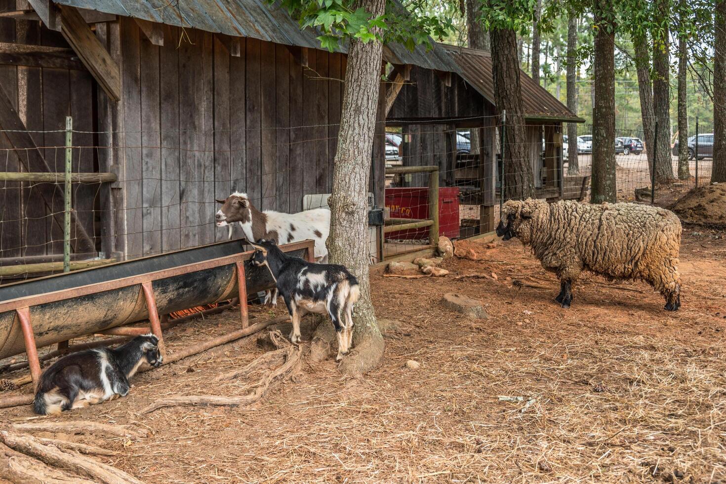Petting animals at a farm photo